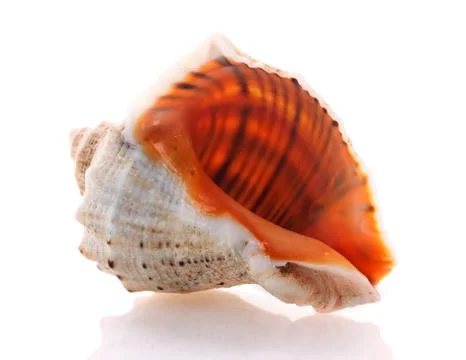 Sea shell isolated on white background Stock Photos