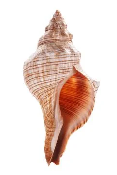 Sea shell isolated on white background Stock Photos