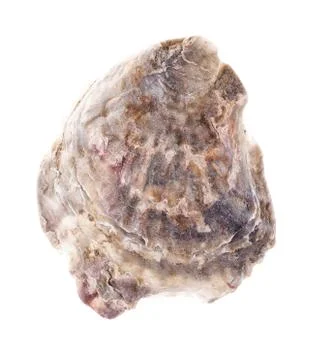 Sea shell isolated on white background Stock Photos