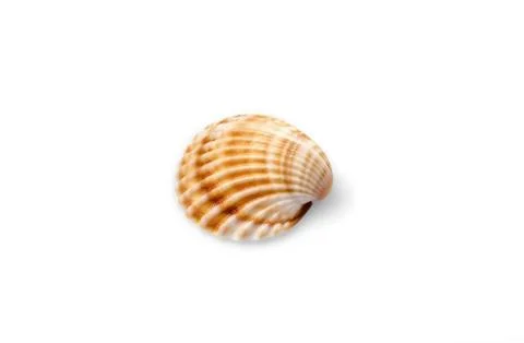 Sea shell with isolated on white background. Stock Photos
