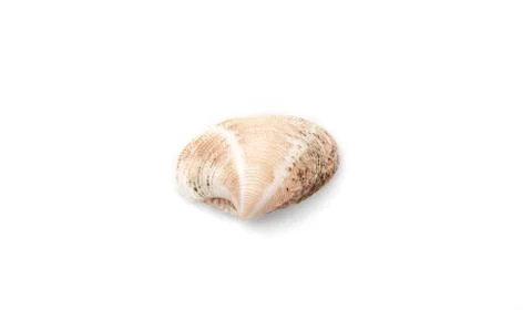 Sea shell with isolated on white background. Stock Photos