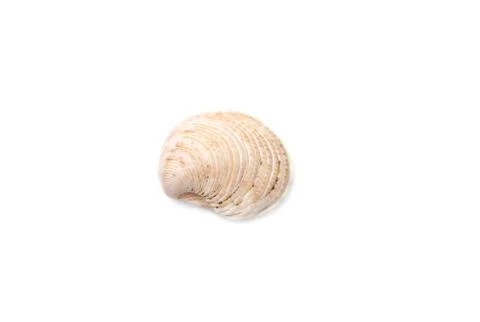 Sea shell with isolated on white background. Stock Photos