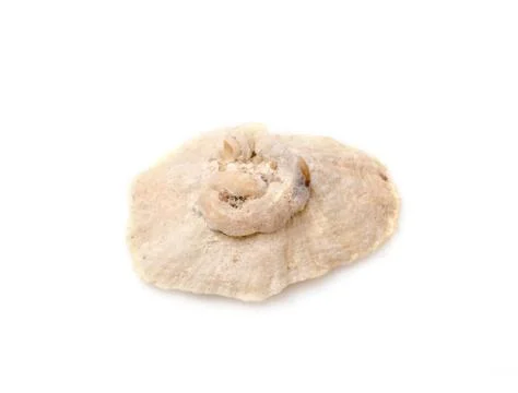 Sea shell with isolated on white background. Stock Photos