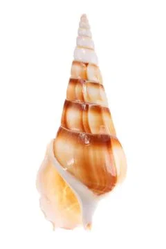 Sea shell isolated on white background Stock Photos