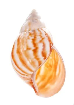 Sea shell isolated on white background Stock Photos