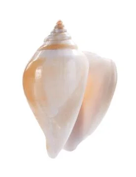 Sea shell isolated on white background Stock Photos