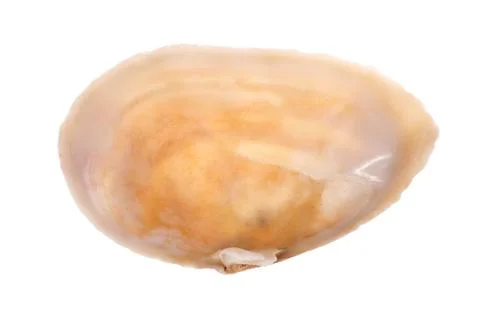 Sea shell isolated on white background Stock Photos