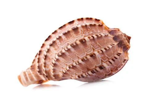 Sea shell an isolated on white background Stock Photos