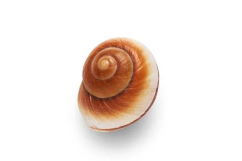 Sea shell isolated on a white background. Stock Photos