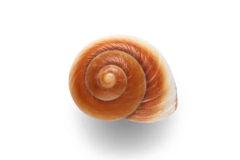 Sea shell isolated on a white background. Stock Photos