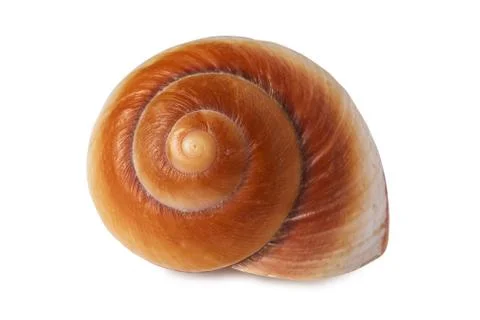 Sea shell isolated on a white background. Stock Photos