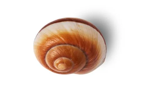 Sea shell isolated on a white background. Stock Photos