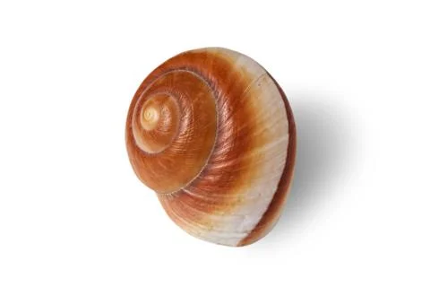 Sea shell isolated on a white background. Stock Photos