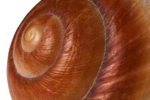 Sea shell isolated on a white background. Close-up. Stock Photos