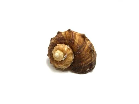Sea Shell Isolated on White Background Photo image Stock-Fotos