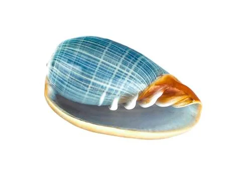 Sea shell an isolated on white background Stock Photos