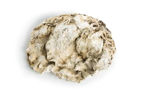 Sea shell isolated on a white background. Clipping Path Stock Photos