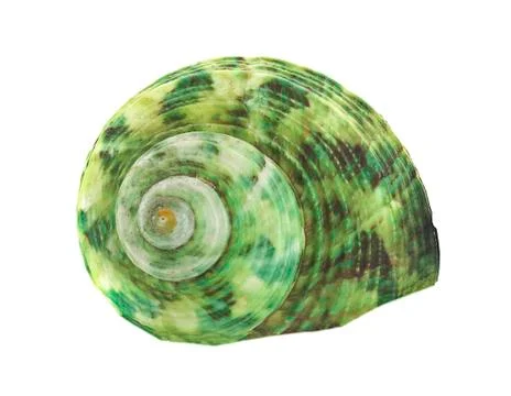 Sea shell an isolated on white background Stock Photos