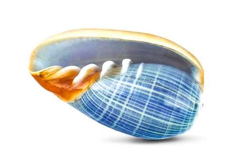 Sea shell an isolated on white background Stock Photos
