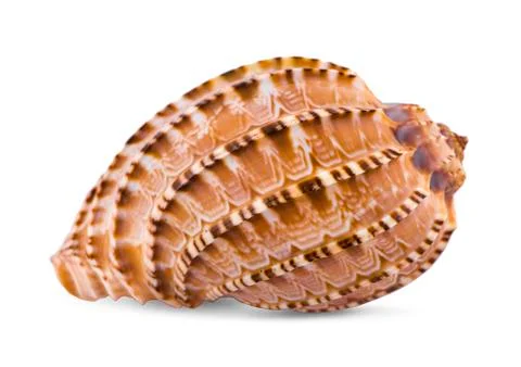 Sea shell isolated on white background Stock Photos