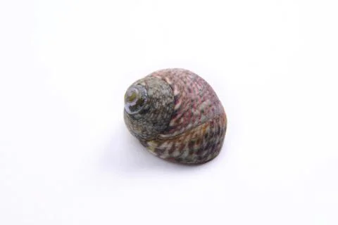 Sea shell isolated on white background Stock Photos