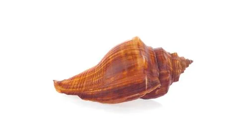 Sea shell an isolated on white background Stock Photos