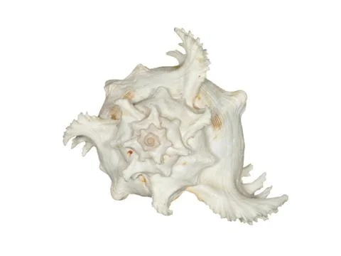 Sea shell isolated on a white background. Stock Photos