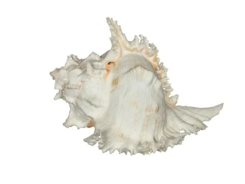 Sea shell isolated on a white background. Stock Photos