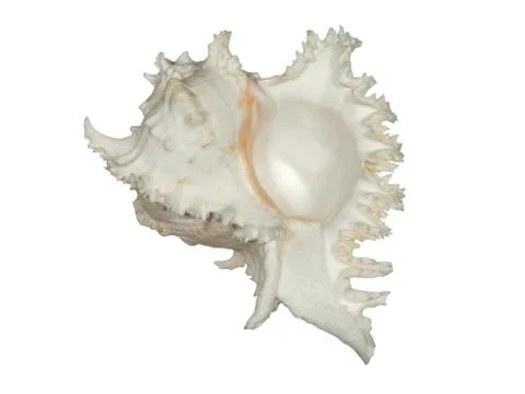Sea shell isolated on a white background. Stock Photos