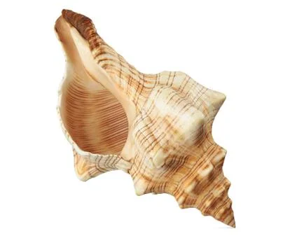 Sea shell isolated on a white background Stock Photos