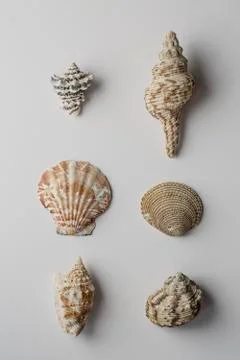 Sea shell isolated, on the white background. Stock Photos