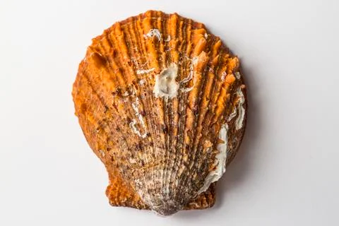 Sea shell isolated, on the white background. Stock Photos