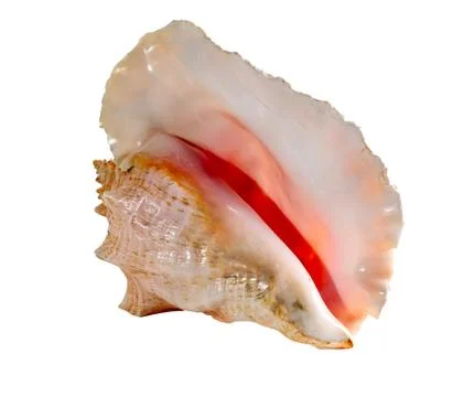 Sea shell isolated on a white background. Beautiful seashell 库存照片