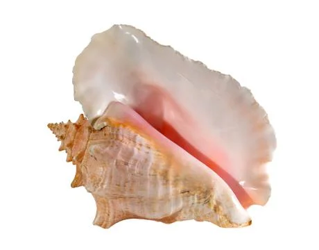 Sea shell isolated on a white background. Beautiful seashell Stock Photos