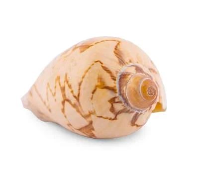 Sea shell isolated on white background Stock Photos