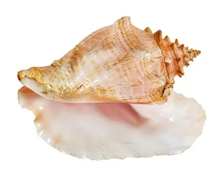 Sea shell isolated on a white background. Beautiful seashell Stock Photos