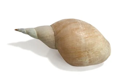 Sea shell isolated on white background. Close up Stock Photos
