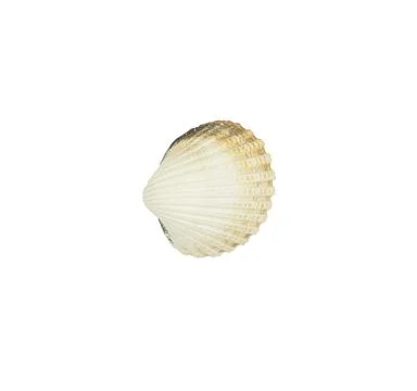 Sea shell isolated on white background. Stock Photos