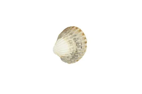 Sea shell isolated on white background. Stock Photos