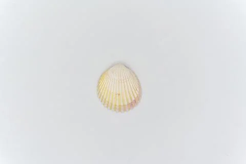 Sea shell , isolated on white background Stock Photos