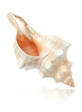 Sea shell isolated on white background with clipping path Stock Photos