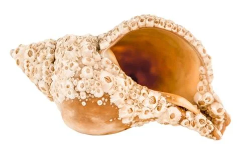 Sea shell isolated on white background Stock Photos