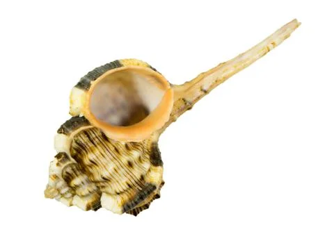 Sea shell isolated on white close up Fotos de archivo