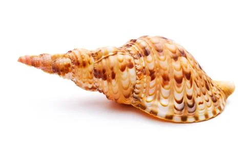 Sea shell isolated on white Stock Photos