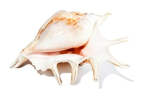 Sea shell isolated on white Stock Photos