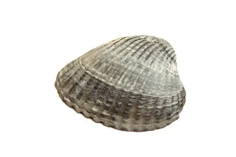 Sea Shell Isolated On White Stock Photos