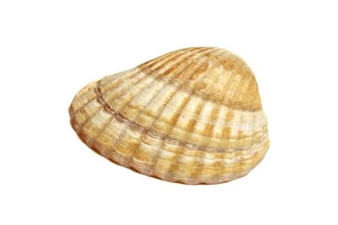 Sea Shell Isolated On White Stock Photos