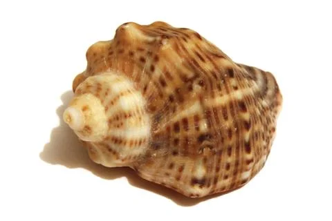 Sea Shell Isolated On White Stock Photos