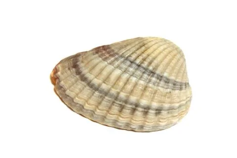 Sea Shell Isolated On White Stock Photos