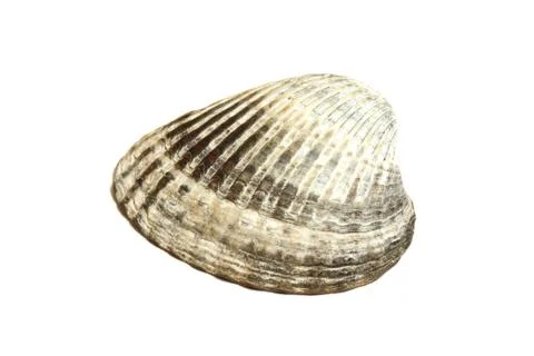Sea Shell Isolated On White Stock Photos